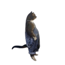 Footer $DAFUQ Cat